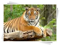 India Wildlife tours, tiger, bengal tiger, tiger reserves 